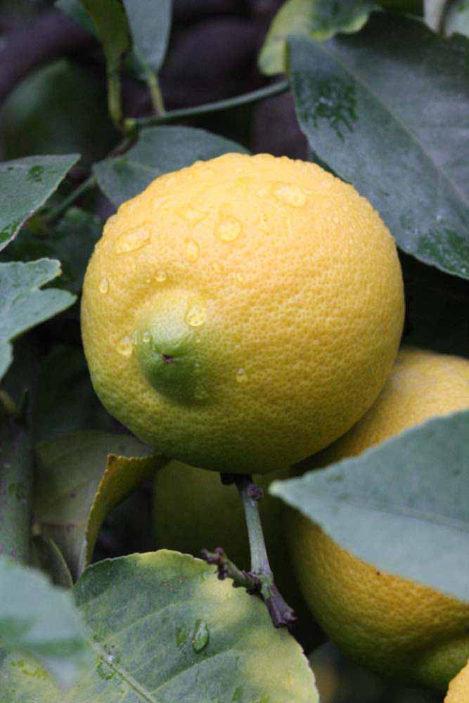              Fruit (Riverside, CA)       